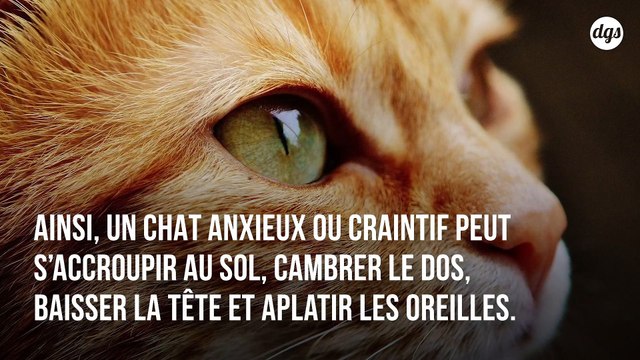 Peu de gens sont capables de comprendre vraiment les chats