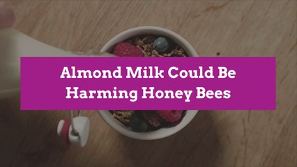 Almond Milk Could Be Harming Honey Bees