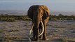 Kenya : Tim, l'un des derniers éléphants aux défenses géantes est mort à 50 ans