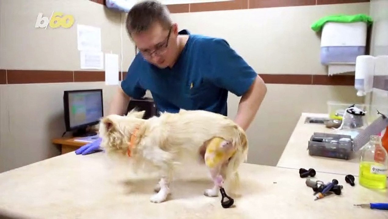 Frost-bitten Kitties Find New Hope With 3D-Printed Paws