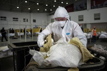 Coronavirus : le pangolin serait un hôte intermédiaire