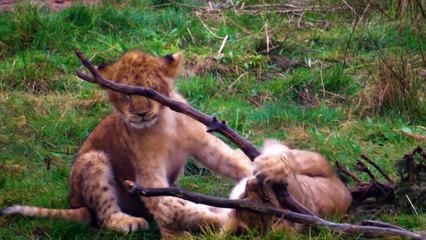 Newborn Cubs At West Midlands Safari Park Finally Play Together!