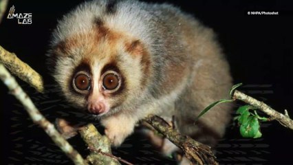 The Venomous Primate Linked to Cat Allergies
