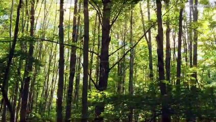 Live Your Life | Krishna Vani | Radhakrishn Dhananjay priyadarshi