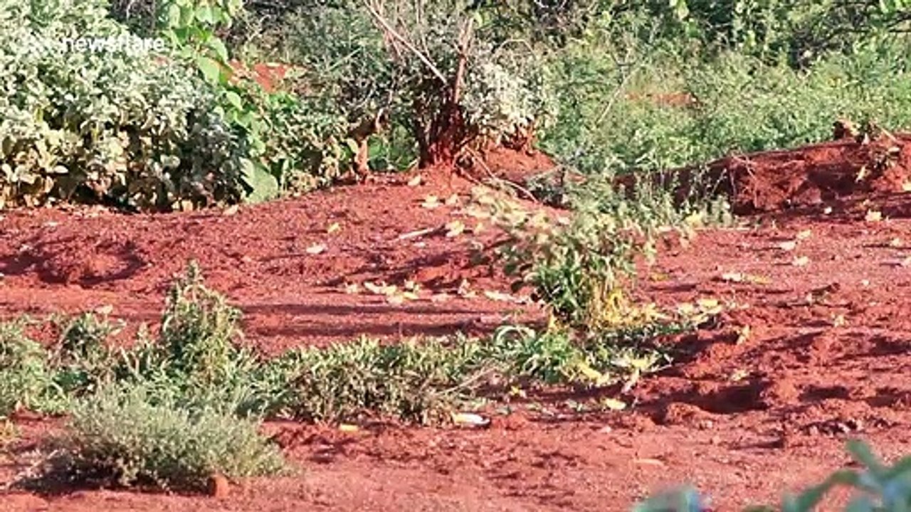 Locust swarms destroy crops in Kenya as East Africa faces worst infestation in 25 years