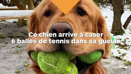 Ce chien arrive à caser 6 balles de tennis dans sa bouche