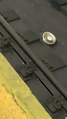 Ce rat vole un reste de salade sur les rails du métro !