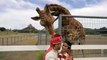 Cette girafe vole le chapeau du marié en séance photo !