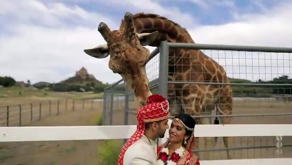 Cette girafe vole le chapeau du marié en séance photo !