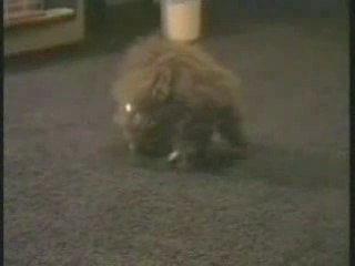 - CAT STUFFS ITSELF INTO  A TINY BOWL -