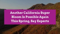 Another California Super Bloom Is Possible Again This Spring, Say Experts