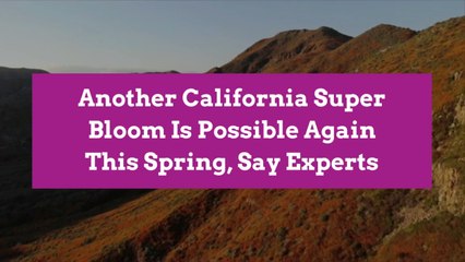 Another California Super Bloom Is Possible Again This Spring, Say Experts