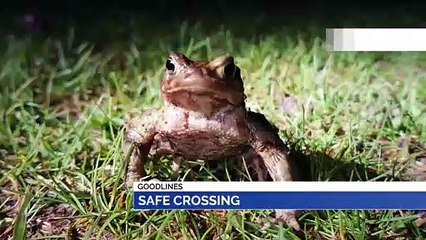 GOODLINES: 8th February 2020