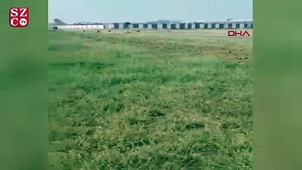 Havalimanı çalışanları piste giren maymunları ayı kostümüyle kovaladı