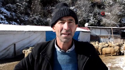 Dağdan kopan kayalar ahırın üzerine düştü, çok sayıda hayvan telef oldu