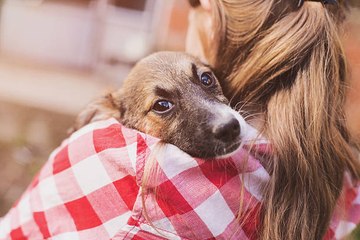 Avoir un chien rendrait plus heureux que d'avoir un chat