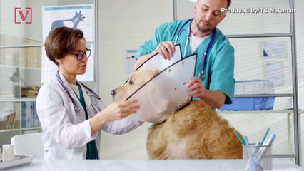 Vets Say These Are The Most Common Mistakes Pet Parents Make