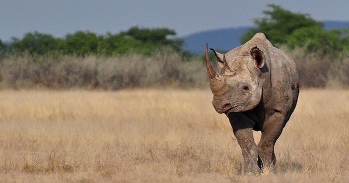 Jacob, le rhinocéros noir du zoo de Pont-Scarff serait mort de « faim » et de « fatigue »