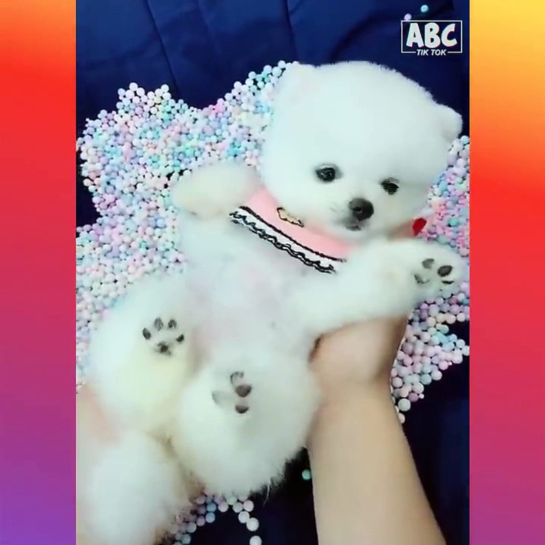 Cute Baby Animals - Cute and Funny Cat Dog Videos Compilation P(8) Tik Tok  China - Vidéo Dailymotion