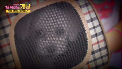 [설채현의 왜이러는 개냥] '신종 코로나, 반려견도 감염될까?" / YTN