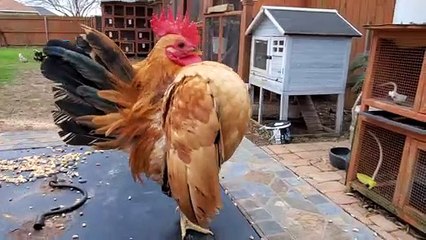 Rooster Struts His Stuff on Patio Table