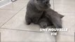 Amputé des 4 membres, ce chat sibérien vit désormais avec des prothèses