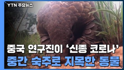 중국 연구진 "천산갑이 신종코로나 중간숙주 가능성" / YTN