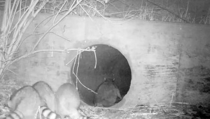 Ce tunnel est un lieu de rencontre pour toute sorte d'animaux