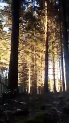 Effet domino dans les bois, ce bûcheron fait un strike