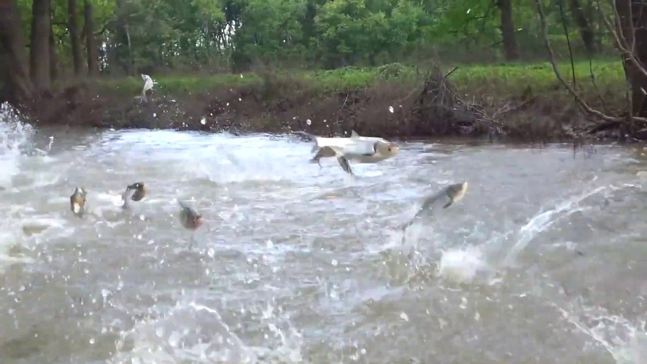 Tous les poissons de cette rivière se mettent à sauter dans tous les sens... Dangereux