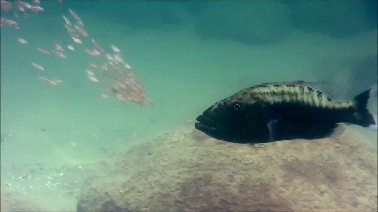 Ces bébés poissons se réfugient dans la bouche de maman pour être à l'abri