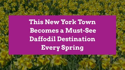 This New York Town Becomes a Must-See Daffodil Destination Every Spring