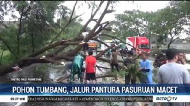 Dua Pohon Tumbang, Jalur Pantura Pasuruan Macet