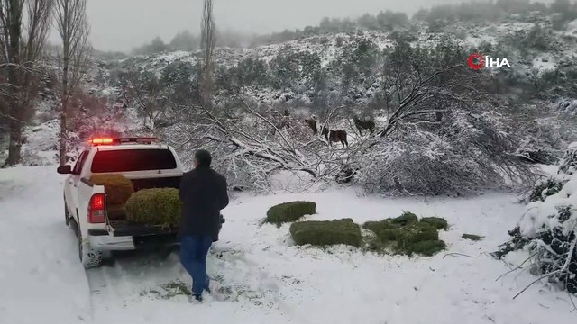 Yaban hayvanları için doğaya yem bırakıldı