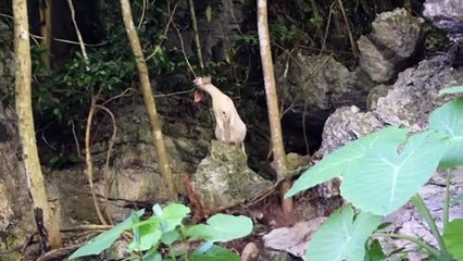 The baby goat is crying when he finds his mother! 山羊妈妈到处蹦迪，小山羊找妈妈找到快哭了！