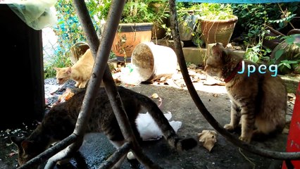 The younger cat sister was bullied by the big cat!妹妹被大猫欺负，姐姐一怒之下把大猫给打了!