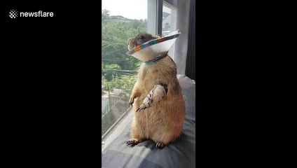 Prairie dog relaxes next to window after operation