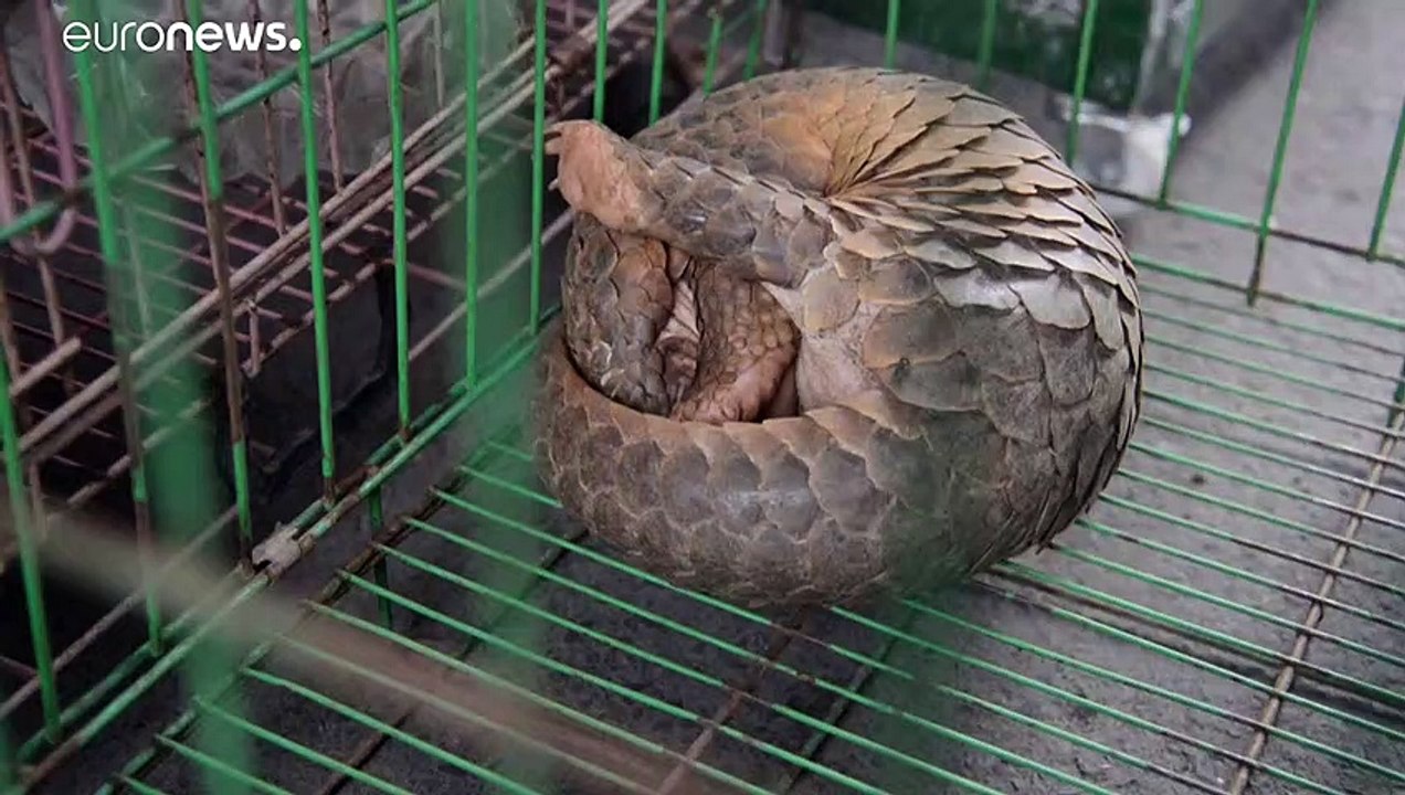 Coronavirus womöglich vom Pangolin übertragen?