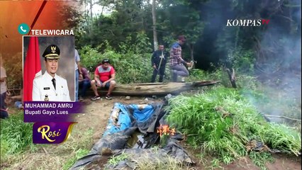Bupati Gayo Dukung Ekspor Ganja Asal ... - ROSI