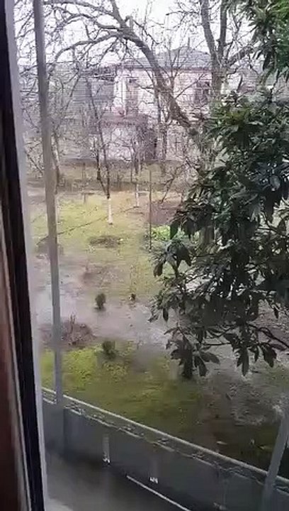 Unique plant Bushmala