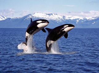 Una pareja de orcas acosa a un gran tiburón blanco antes de atacar
