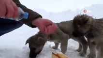 Kar yağışı altında sokak hayvanları için seferber oldu