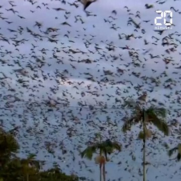 Australie: Des centaines de milliers de chauves-souris envahissent une ville