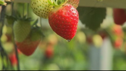 Israeli blockade sours income for Gaza strawberry farmers