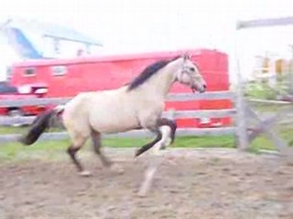 Saut