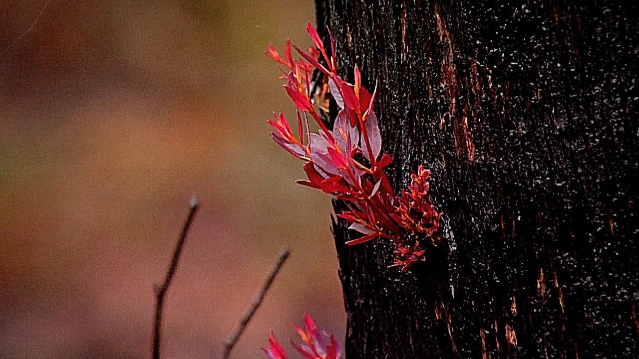 Australia bushfires: Heavy rains bring relief, pollution warnings