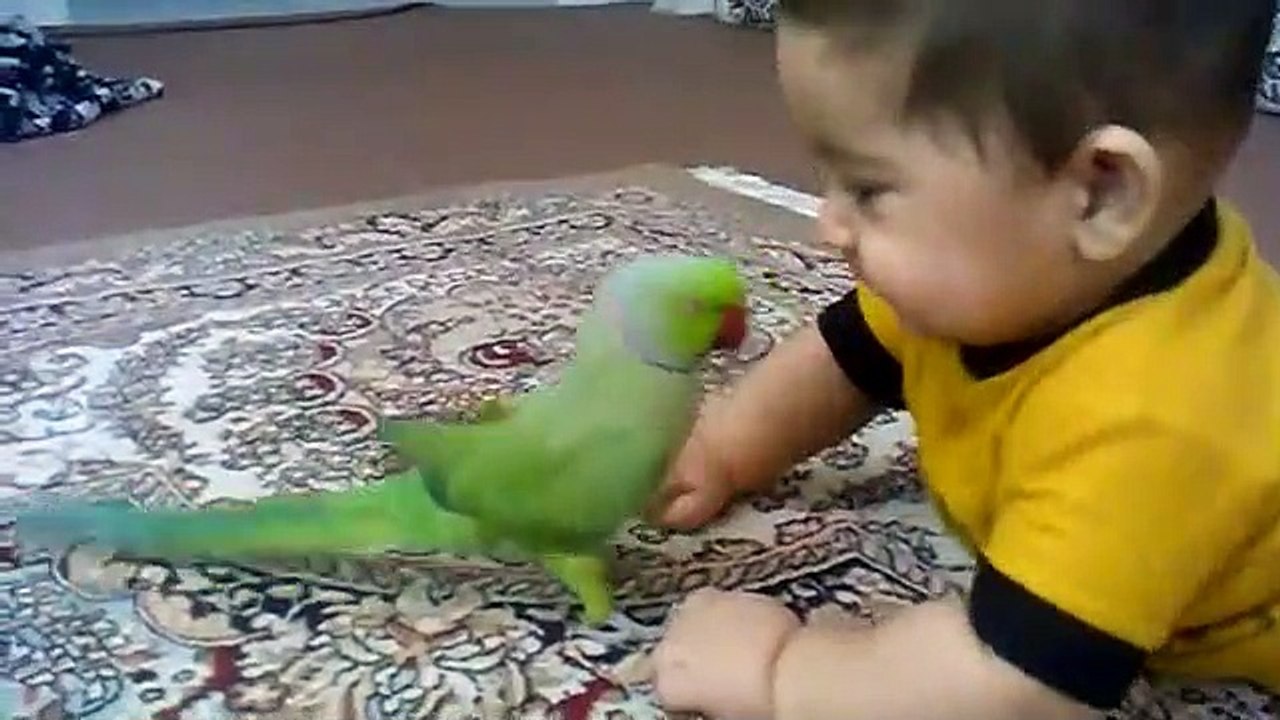 parrot and baby