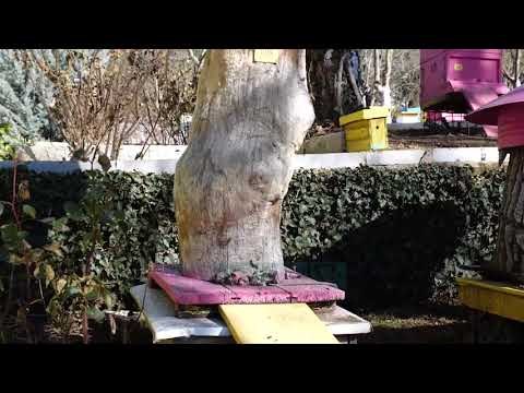 Ministri Çuçi: Do të nisim eksportin e mjaltit drejt Kinës - Vizion Plus