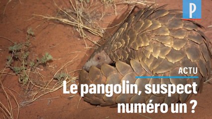 Le pangolin pourrait avoir transmis le coronavirus à l'homme