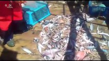 Zingaretti - Mare senza plastica grazie ai pescatori (08.02.20)